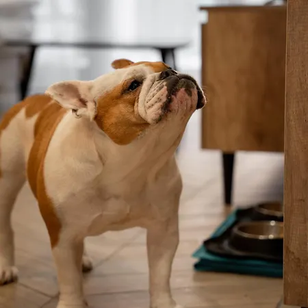 Sea & Forest Lägenhetshotell